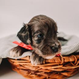 Green Boy - Merle male Cavapoo puppy in Mckinney, Texas from Doodles of North Tx
