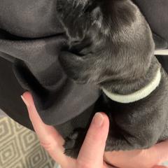 Pudelpointer Puppies from High Power Pudelpointers