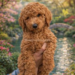 Teddy - Red  male Goldendoodle puppy in Placentia, California from Zari Benji Doodles