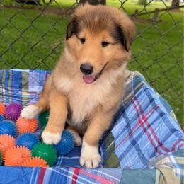 Ruby - Sable and white female Collie puppy in Carencro, Louisiana from Cajun Bayou's Collies LLC