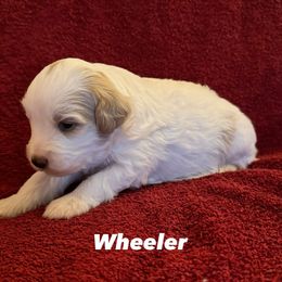 Bernedoodle Puppies from Bollinger Family Puppies