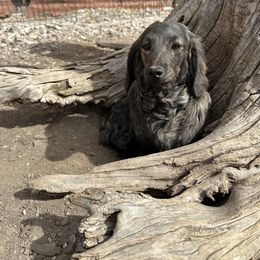 Penelope - Dachshund