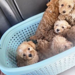 Cockapoo and Poodle Puppies from Golden Paws