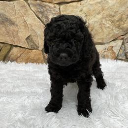 Dixie - Black female Goldendoodle puppy in Fairmont, West Virginia from Mountainside Doodles, LLC