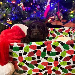 Maroon Collar - Brown male Boykin Spaniel puppy in Hurtsboro, Alabama from PARK’s Family Farm