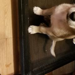 Nord Wachhund Puppies from Nordic Kennels