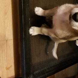 Nord Wachhund Puppies from Nordic Kennels