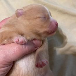 Cream - Cream female Pomeranian puppy in Jamestown, California from Park Avenue Poms