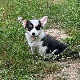 Navy Mismark - Black and white female American Corgi puppy in Hope, Arkansas from Foxy Knoll Farm