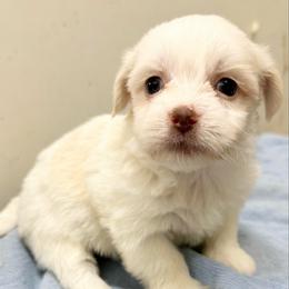 Marshmallow - White male Havanese puppy in Lancaster, South Carolina from 3 Bs Havanese-PUPPIES with  PURPOSE