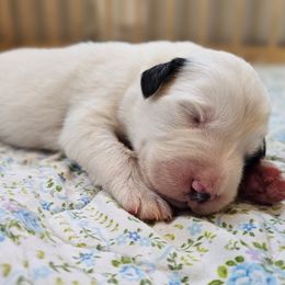Boy 1 - White and badger male Great Pyrenees puppy in Tombstone, Arizona from WeVolution Off-Grid