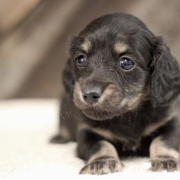 Victor - Black and cream male Dachshund puppy in Alto, Texas from Prima Dachshunds