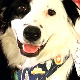 Australian Shepherd All Grown Up from Flying Aussie Ranch