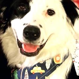 Australian Shepherd All Grown Up from Flying Aussie Ranch