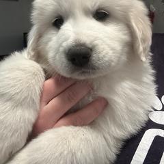 Orange - White female Great Pyrenees puppy in Bloomington, Illinois from Odyssey Great Pyrenees