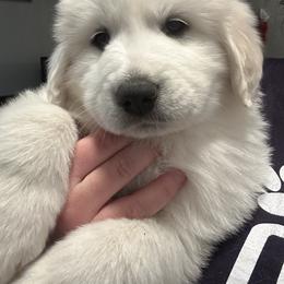 Orange - White female Great Pyrenees puppy in Bloomington, Illinois from Odyssey Great Pyrenees