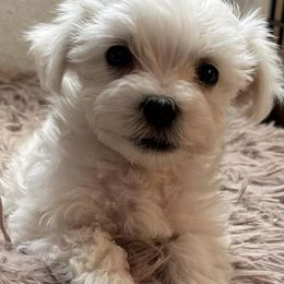 Companion Crosses, Goldendoodles, and Maltese from LD Furever Angels