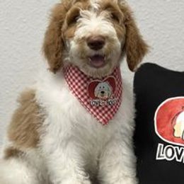 Australian Labradoodle and Double Doodle Puppies from Love Me Pooch