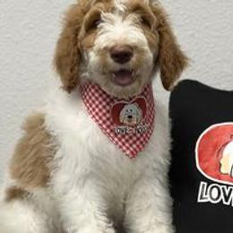 Australian Labradoodle and Double Doodle Puppies from Love Me Pooch