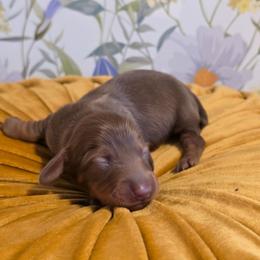 Boy 1 - Chocolate and tan male Dachshund puppy in Romney, Indiana from Brown's Valley Dachshunds
