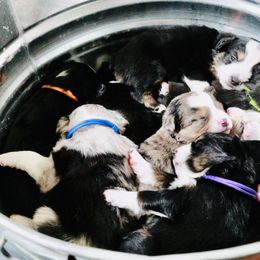 Miniature Australian Shepherd Puppies from Broken T Australian Shepherds