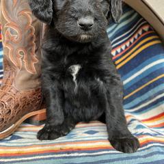 Bordoodle Puppies from JM Lazy S Doodles