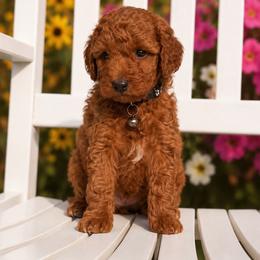 Chance - Red male Aussiedoodle puppy in Deer Park, Washington from Doodle Paw Ranch