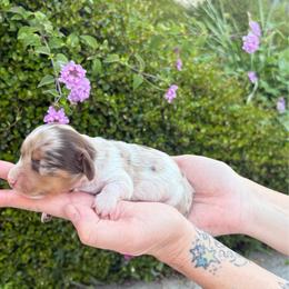 Diamond - Dapple female Dachshund puppy in Corona, Ca Hemet, Ca, California from Over The Moon Dachshunds and Doodles