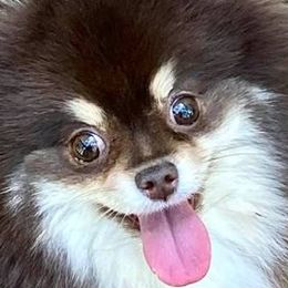 Pomeranians from Yielding’s Impressive Precious Pomeranians