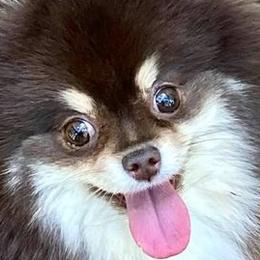 Pomeranians from Yielding’s Impressive Precious Pomeranians
