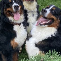 "Fall 2020 Litter" Bernese Mountain Dog All Grown Up from Encore Bernese Mountain Dogs