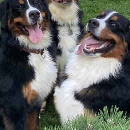 "Fall 2020 Litter" Bernese Mountain Dog All Grown Up from Encore Bernese Mountain Dogs