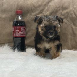Missy - Black and gold female Yorkipoo puppy in Oakland, Kentucky from Imperial Dogs