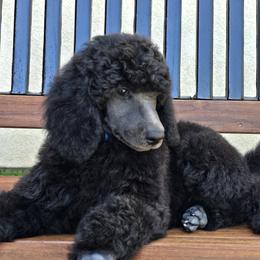 Blue Collar - Blue female Poodle puppy in Patterson, California from Paterson Poodles