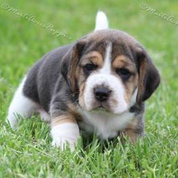Beagle and Boston Terrier Puppies from Marti Acres ~ Boston Terrier & Beagles