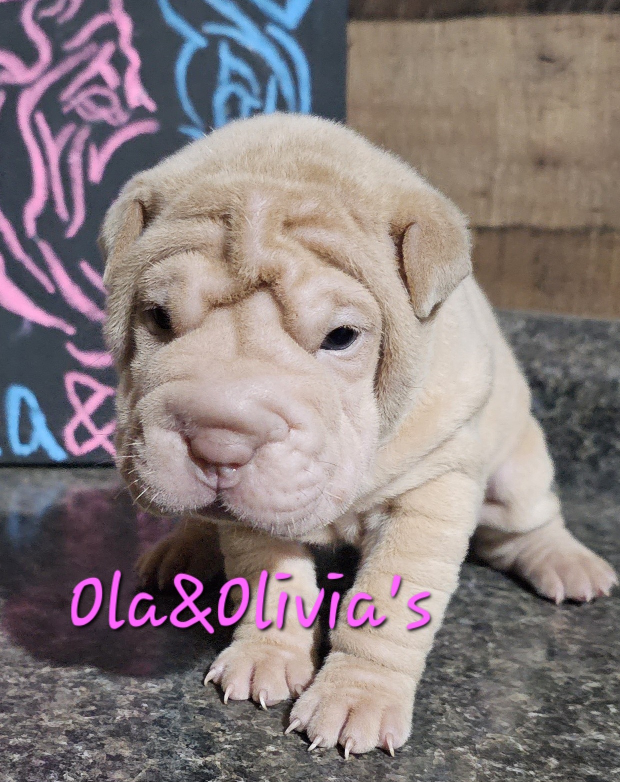 Chinese Shar-Pei Puppies from Zoey's Waggly Tails