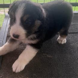Gumbo - Black tri-color male Australian Shepherd puppy in Franklinton, Louisiana from Cottonwood Farms Australian Shepherds