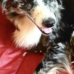 Australian Shepherds from Dana Struve's Australian Shepherds