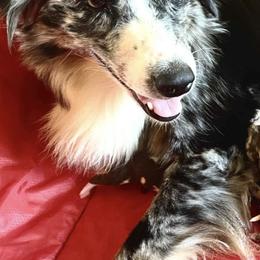 Australian Shepherds from Dana Struve's Australian Shepherds