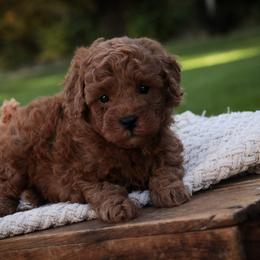 Sawyer - Red  male Poodle puppy in Nappanee, Indiana from Perfect Match Poodles