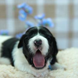Marshall - Black and white male Coton de Tulear puppy in Forney, Texas from Buttercup Cotons of Texas