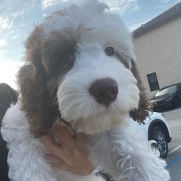 Australian Labradoodles and Goldendoodles from Happy Doodles Town