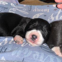 Sydney - Black and white female Border Collie puppy in Henagar, Alabama from Ridge Kap Border Collies