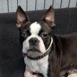Cricket - Boston Terrier