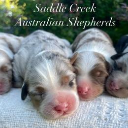 Australian Shepherd puppies from Saddle Creek Australian Shepherds