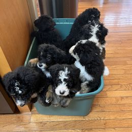 Bernedoodle Puppies from A MAYSING Bernedoodles