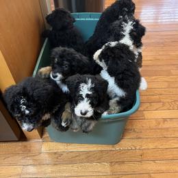Bernedoodle Puppies from A MAYSING Bernedoodles