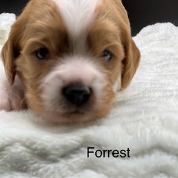 Forrest - Red male Cavapoo puppy in Columbus, Montana from Montanas Mountain Bernedoodles
