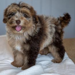 Bullseye - Merle male Schnoodle puppy in Grove, Oklahoma from Grand Lake Poodles & Doodles