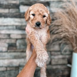 Puppy Pick #2 - Goldendoodle puppy in Corona, California from West Coast Goldendoodles